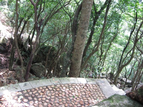 梧桐山 登山道 2